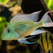 A close-up of a colorful fish with iridescent blue and green scales, spiky dorsal fin, and long pectoral fins, swimming in an aquarium with blurred plants in the background.