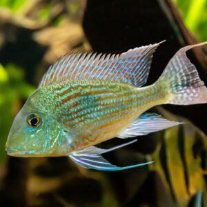 A close-up of a colorful fish with iridescent blue and green scales, spiky dorsal fin, and long pectoral fins, swimming in an aquarium with blurred plants in the background.