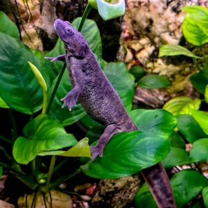 A brown newt with textured skin rests on the broad green leaves of an aquatic plant inside an aquarium, surrounded by rocks and foliage.