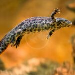 A newt with textured, dark-patterned skin is captured mid-leap against a warm, blurred background, with one arm raised and its body arched as it moves through the air.
