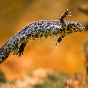 A newt with textured, dark-patterned skin is captured mid-leap against a warm, blurred background, with one arm raised and its body arched as it moves through the air.