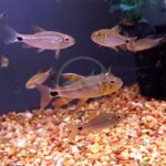 Several small fish with silver and gold bodies swim in an aquarium with a gravel substrate, dark background, and green aquatic plants visible in the corner. Some fish have a distinct black spot near their tails.