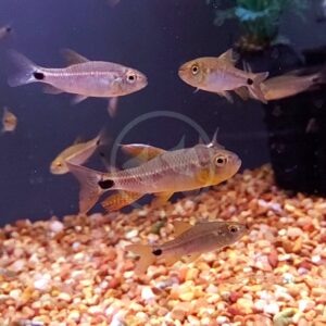 Several small fish with silver and gold bodies swim in an aquarium with a gravel substrate, dark background, and green aquatic plants visible in the corner. Some fish have a distinct black spot near their tails.