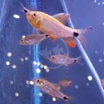 Small orange and silver fish with black spots near their tails swim in a clear aquarium with bubbles and reflections visible in the water.