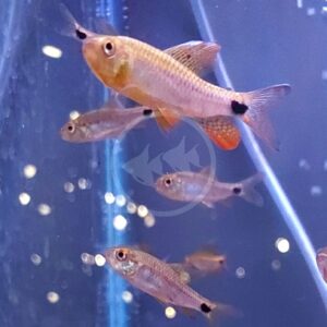 Small orange and silver fish with black spots near their tails swim in a clear aquarium with bubbles and reflections visible in the water.