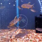 Several small fish swim in a home aquarium with a gravel substrate. Bubbles rise along the glass, and a black sponge filter is visible on the right side of the tank.