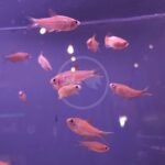 Small orange fish swim in a group inside a clear aquarium, set against a purple-lit background with light reflections visible on the glass.