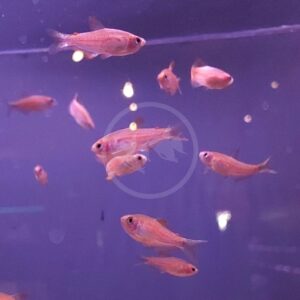 Small orange fish swim in a group inside a clear aquarium, set against a purple-lit background with light reflections visible on the glass.