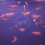 Small orange fish swim in a purple-lit aquarium, with a faint circular logo of two fish in the center background. Some light reflections are visible on the glass.