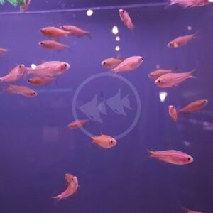 Small orange fish swim in a purple-lit aquarium, with a faint circular logo of two fish in the center background. Some light reflections are visible on the glass.