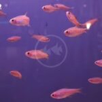 A group of small, pinkish-orange fish swim in a purple-tinted aquarium. In the center of the image, a circular watermark with two fish silhouettes is visible.