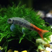 A small fish with a grayish body and a bright orange-red tail swims in front of green aquatic plants, with pebbles visible at the bottom of the aquarium.