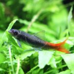 A small fish with a dark body and bright red tail swims among vibrant green aquatic plants in an aquarium.