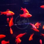 Several BARB - CHERRY ALBINO (Puntius titteya) fish display their vivid orange color as they swim against a nearly black background, enhanced by lively lighting. Faint fish silhouettes form a central watermark.