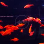 A school of BARB - CHERRY ALBINO Puntius titteya swim in a dark, illuminated tank, their vivid orange color standing out against the deep black background.