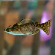 A brown and yellow patterned catfish with long barbels swims in a clear aquarium, with a blurred background of soft brown and purple hues.