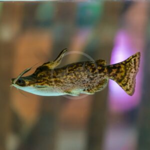 A brown and yellow patterned catfish with long barbels swims in a clear aquarium, with a blurred background of soft brown and purple hues.