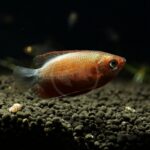 A close-up of a GOURAMI - DWARF SUNSET THICKLIP (Colisa labiosa) swimming above dark pebbles in an aquarium, with a blurred background.