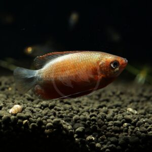 A close-up of a GOURAMI - DWARF SUNSET THICKLIP (Colisa labiosa) swimming above dark pebbles in an aquarium, with a blurred background.
