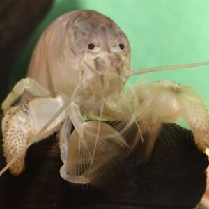 Close-up of a translucent shrimp-like crustacean with long antennae, feathery legs, and speckled claws, perched on a dark surface against a soft green background.