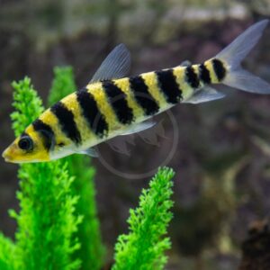 A TETRA - LEPORINUS BLACK BANDED (Leporinus fasciatus) with yellow and black stripes swims near green aquarium plants, set against a blurred tank background.