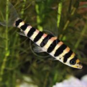 A fish with black and yellow horizontal stripes swims in an aquarium with green plants in the background.
