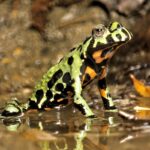 A brightly colored frog with green, black, and orange markings sits partially in shallow water, surrounded by muddy ground and fallen leaves.