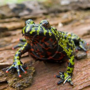 A brightly colored frog with green, black, and orange patterns sits on a piece of bark, facing the camera. Its skin is bumpy, and its toes are tipped with orange. The background is blurred.