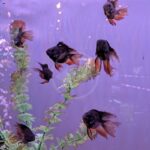 Six black and orange goldfish swim near green aquarium plants in a tank with a purple background. The fish are swimming in various directions, and bubbles are visible in the water.