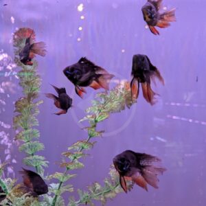 Six black and orange goldfish swim near green aquarium plants in a tank with a purple background. The fish are swimming in various directions, and bubbles are visible in the water.