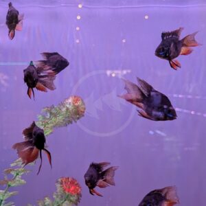 Seven dark-colored angelfish swim in a purple-lit aquarium, with green aquatic plants and a red-tipped decoration visible at the bottom left. The tank background has soft reflections and bubbles.