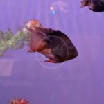 A dark-colored fish swims near the center of an aquarium, with another fish partially visible on the right. Blurred green plants and purple water create a colorful background.