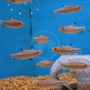 Several small, silver and golden fish swim in a blue aquarium with a gravel bottom and a white, stone-like decoration on the right side. Bubbles rise in the background.