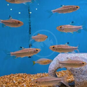 Several small, silver and golden fish swim in a blue aquarium with a gravel bottom and a white, stone-like decoration on the right side. Bubbles rise in the background.