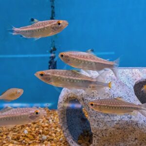 Several small, silver fish with orange eyes swim in a blue aquarium. The tank has brown gravel at the bottom and a light-colored, hollow rock decoration on the right side.