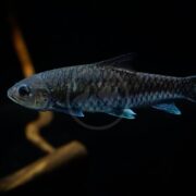 A close-up of a dark-colored fish swimming in water against a black background, with its scales and fins clearly visible. There is a blurred brown stick-like object in the background.
