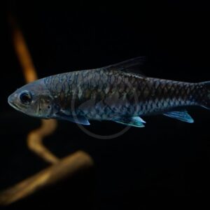 A close-up of a dark-colored fish swimming in water against a black background, with its scales and fins clearly visible. There is a blurred brown stick-like object in the background.
