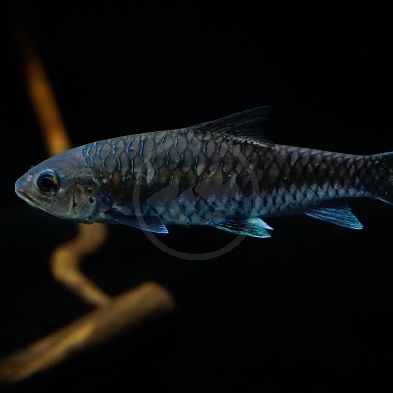 BARB-THAI-BLUE-MAHSEER-Neolissochilus-stracheyi.jpg A close-up of a dark-colored fish swimming in water against a black background, with its scales and fins clearly visible. There is a blurred brown stick-like object in the background.