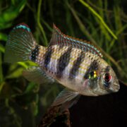 A colorful fish with blue and orange fins, black vertical stripes on its body, and a red eye swims in an aquarium with green plants in the background.