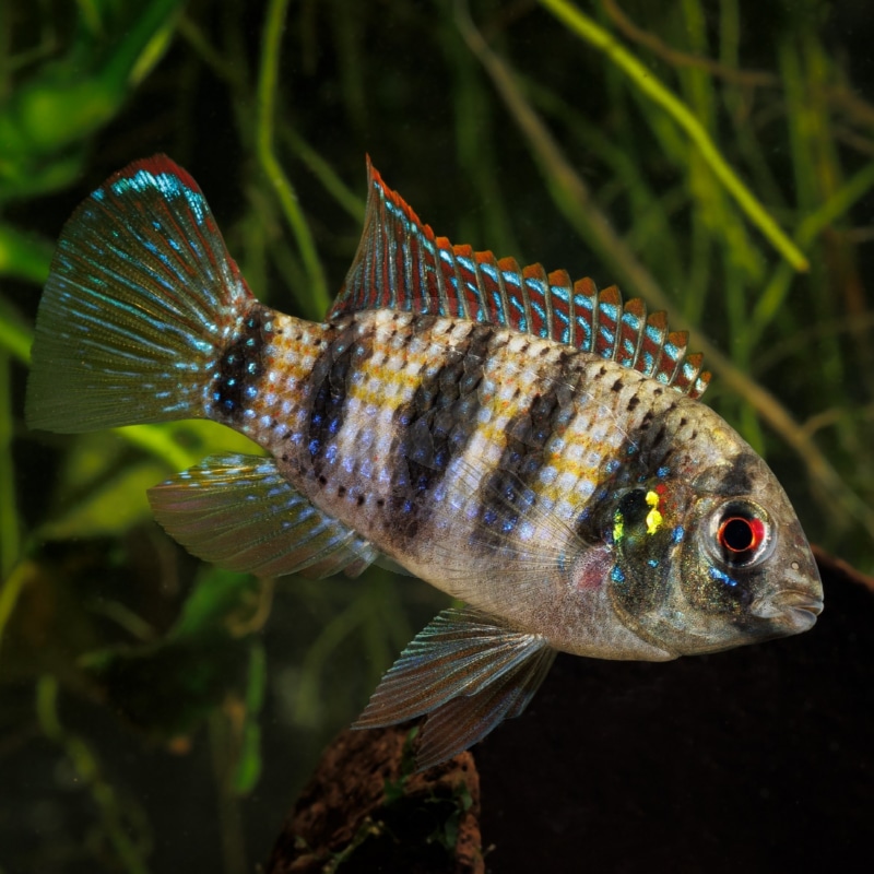 CICHLID-AFRICAN-BUTTERFLY-Anomalochromis-thomasi.jpg A colorful fish with blue and orange fins, black vertical stripes on its body, and a red eye swims in an aquarium with green plants in the background.