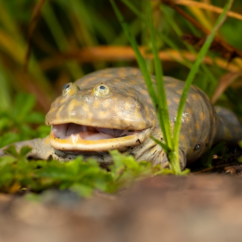 FROG-BUDGETT-S-HIPPO-Lepidobatrachus-laevis.jpg A close-up of a grayish, spotted frog or toad with its mouth open, showing its teeth, sitting among green grass and plants.
