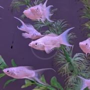 Several pale pink fish swim in an aquarium with green aquatic plants and a purple background. The fish have translucent fins and are evenly spaced throughout the tank.