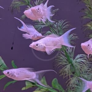 Several pale pink fish swim in an aquarium with green aquatic plants and a purple background. The fish have translucent fins and are evenly spaced throughout the tank.