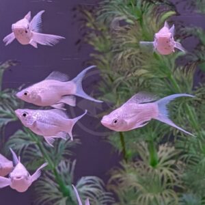 Several pale pink and white angelfish with long fins swim in a tank with green aquatic plants in the background.