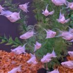 A group of small, translucent white fish swim in an aquarium with green plants and an orange gravel substrate.