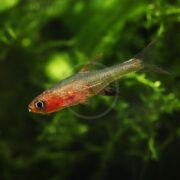A small fish with a red-orange belly and transparent fins swims in front of green aquatic plants in an aquarium.
