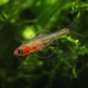 A small fish with a red-orange belly and transparent fins swims in front of green aquatic plants in an aquarium.