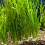 Tall green aquatic plants with long, narrow leaves growing from a gravel substrate in an aquarium. The leaves are bright green and reach upward, creating a dense, vertical pattern.