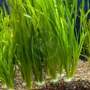 Tall green aquatic plants with long, narrow leaves growing from a gravel substrate in an aquarium. The leaves are bright green and reach upward, creating a dense, vertical pattern.