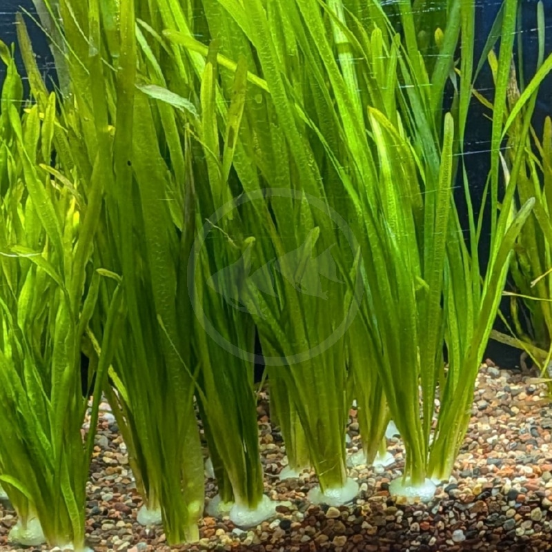 VAL-JUNGLE-Vallisneria-gigantea.jpg Tall green aquatic plants with long, narrow leaves growing from a gravel substrate in an aquarium. The leaves are bright green and reach upward, creating a dense, vertical pattern.
